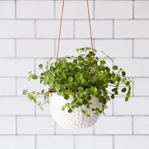 Hanging Pot - Dotty White